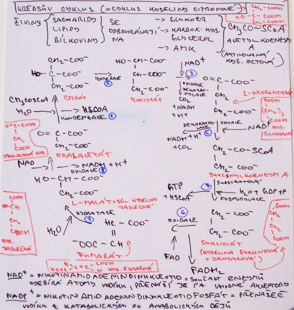 krebsův cyklus - schéma