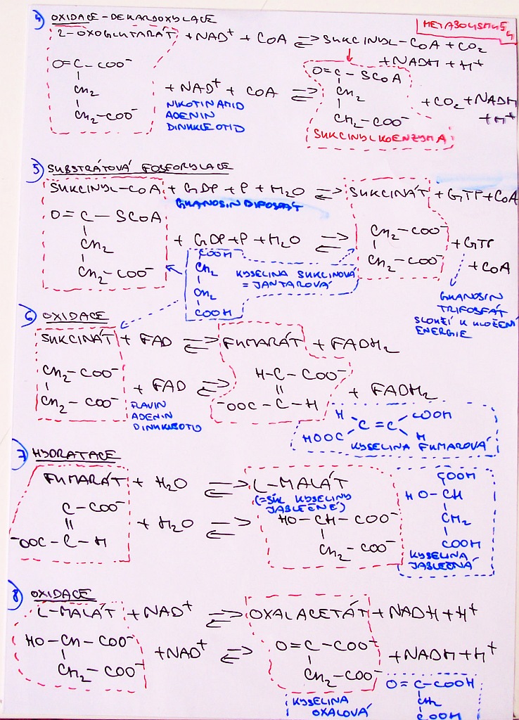 krebskův cyklus - popis reakcí 2